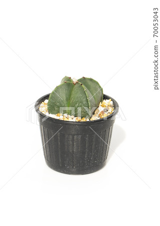 Cactus in pots isolated on white background.  Cactus in pots isolated on white background.  70053043