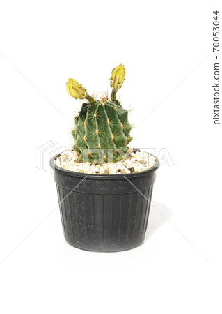 Cactus in pots isolated on white background.  Cactus in pots isolated on white background.  70053044
