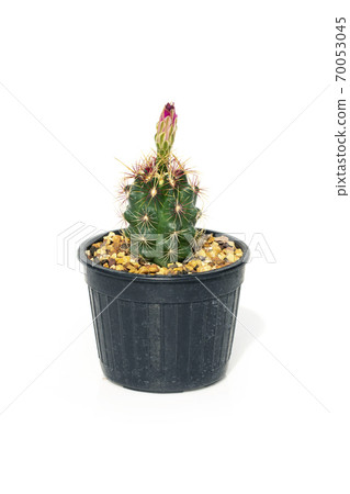 Cactus in pots isolated on white background.  Cactus in pots isolated on white background.  70053045