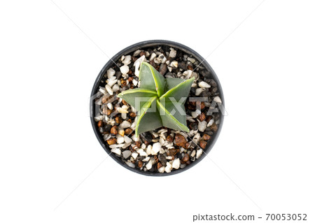 Cactus in pots isolated on white background. Cactus in pots isolated on white background. 70053052
