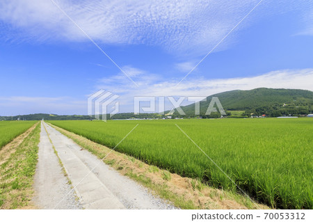 Rice fields and farm roads Summer image Kusu-gun, Oita Prefecture Rice fields and farm roads Summer image Kusu-gun, Oita Prefecture 70053312