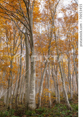 Autumnal beech forest Autumnal beech forest 70053455
