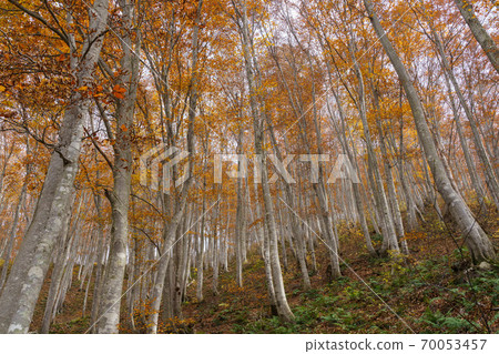Autumnal beech forest Autumnal beech forest 70053457