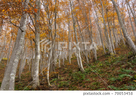 Autumnal beech forest Autumnal beech forest 70053458