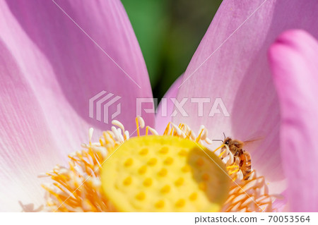 佐賀縣蓮花（2000年藏人）和蜜蜂Chiguri Doi公園宮崎市 70053564