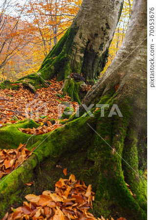 黃葉山毛櫸森林 70053676