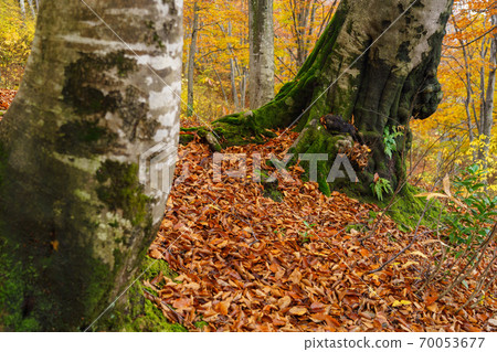 黃葉山毛櫸森林 70053677