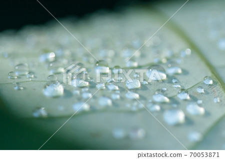 佐賀縣宮崎市圓點宏荷葉Chiguri Doi公園 70053871