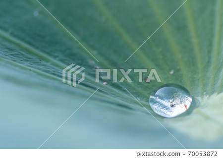 佐賀縣宮崎市圓點宏荷葉Chiguri Doi公園 70053872