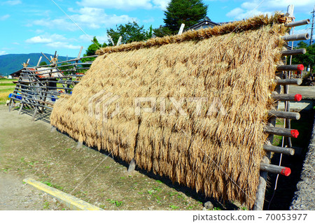 水稻收成，米飯，hasakake 70053977