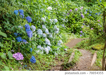 大分縣豐後大野市Fykou-ji Temple的繡球路 大分縣豐後大野市Fykou-ji Temple的繡球路 70054355
