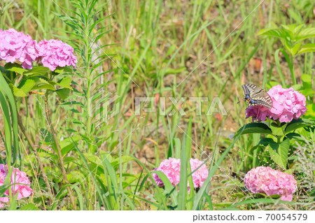 福岡縣北九州市粉紅繡球和燕尾高山高山公園 70054579