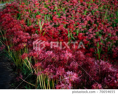 Cluster amaryllis of Handa Cluster amaryllis of Handa 70054655