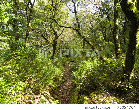 福岡縣小鳥郎山的山間小道 福岡縣小鳥郎山的山間小道 70054704
