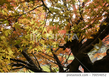 Tottori walk in the autumn Autumn leaves Tokoji Temple Tottori walk in the autumn Autumn leaves Tokoji Temple 70054852