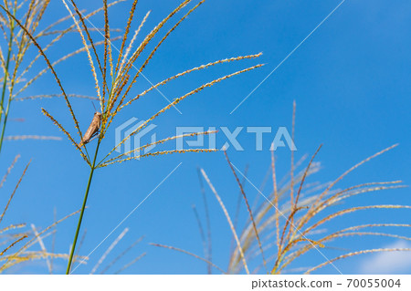 Autumn scenery Grasshopper perching on Japanese pampas grass in the early morning Autumn scenery Grasshopper perching on Japanese pampas grass in the early morning 70055004