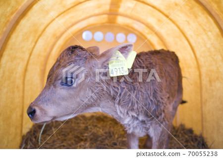 在北海道大沼國家歷史遺址山川牧場發現的小母牛 70055238