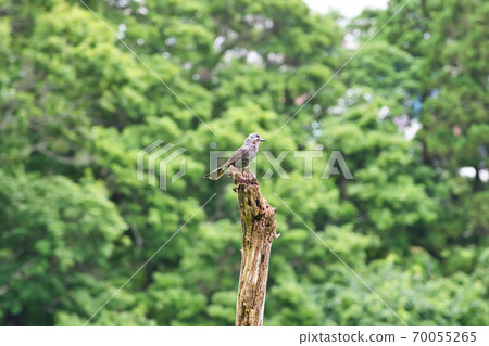 在北海道函館山發現鳥類 70055265