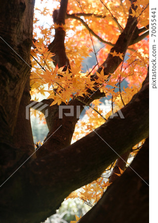 Tottori walk in the autumn Autumn leaves Tokoji Temple Tottori walk in the autumn Autumn leaves Tokoji Temple 70055441