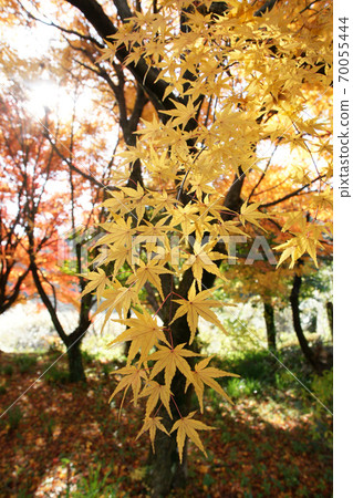 Tottori walk in the autumn Autumn leaves Tokoji Temple Tottori walk in the autumn Autumn leaves Tokoji Temple 70055444