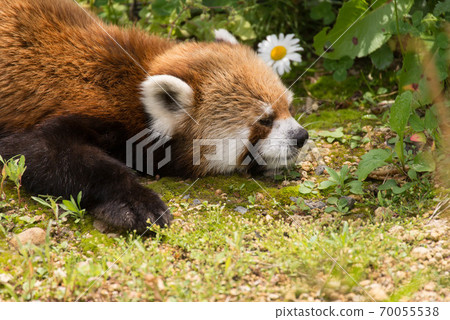 小熊貓小睡 小熊貓小睡 70055538
