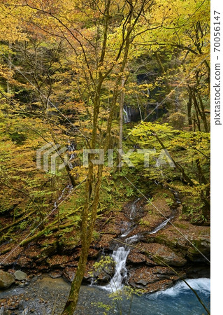 Forest of autumn leaves in the mountain stream of Sukkanzawa in Shiobara and the waterfall of Soren Forest of autumn leaves in the mountain stream of Sukkanzawa in Shiobara and the waterfall of Soren 70056147