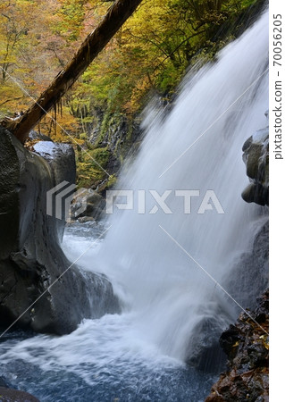 Forest of autumn leaves at Nisaburo Falls in Sukkanzawa, Shiobara 70056205