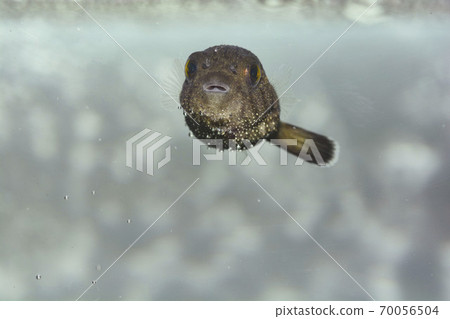 Fugu Sujimoyou Fugu fry Fugu Sujimoyou Fugu fry 70056504
