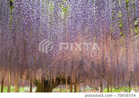 Fuji shelf Fuji Fuji Ashikaga Flower Park in full bloom Fuji shelf Fuji Fuji Ashikaga Flower Park in full bloom 70056554
