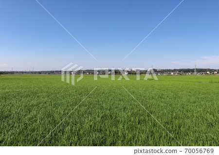 Paddy fields in the Sagami River basin (Zama City, Kanagawa Prefecture) 70056769