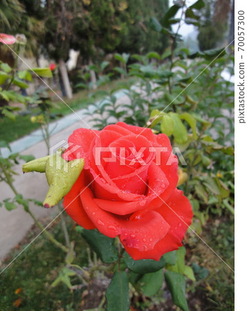 Red roses blooming in a Turkish garden 70057300