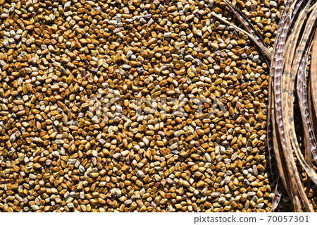 Sicklepod seeds and pods 70057301