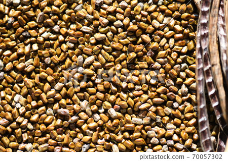 Sicklepod seeds and pods Sicklepod seeds and pods 70057302