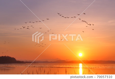 Morning flight of Izunuma Morning flight of Izunuma 70057310