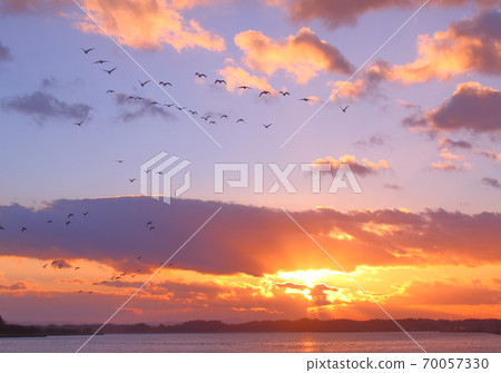 Morning flight of Izunuma Morning flight of Izunuma 70057330