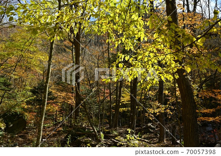 Forest of autumn leaves in Shiobara Sukkanzawa 70057398