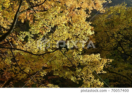 Forest of autumn leaves in Shiobara Sukkanzawa 70057400
