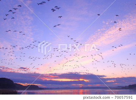 泉沼的早晨航班 泉沼的早晨航班 70057591
