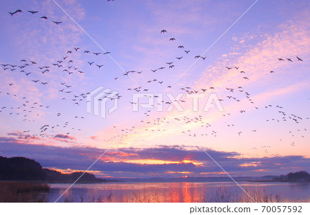泉沼的早晨航班 泉沼的早晨航班 70057592