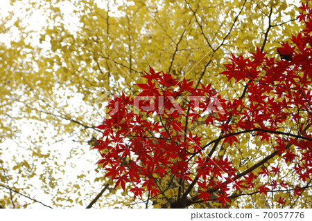 Maple and ginkgo looking up 70057776