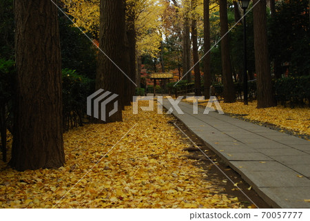 Otaguro Park: The approach to the fallen leaves of ginkgo 70057777