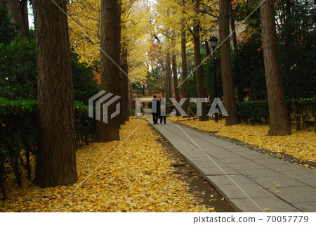 Otaguro Park walks along a row of deciduous ginkgo trees 70057779