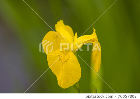 Iris, yellow iris, yellow iris, iris Iris, yellow iris, yellow iris, iris 70057802