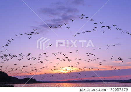 Morning flight of Izunuma 70057879