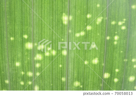 星系葉和脈 70058013