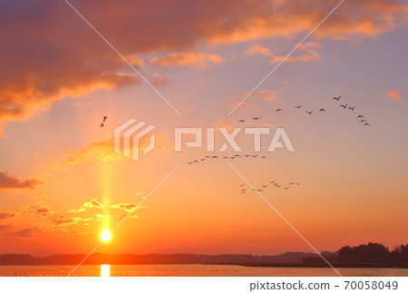 Morning flight of Izunuma 70058049