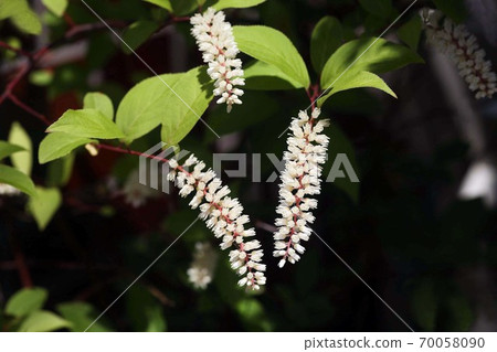 Cobanosuina花 70058090