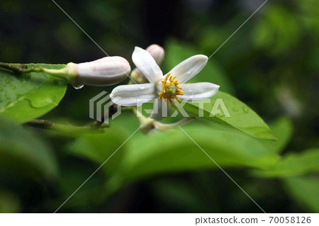 Zabon flowers blooming after the rain 70058126
