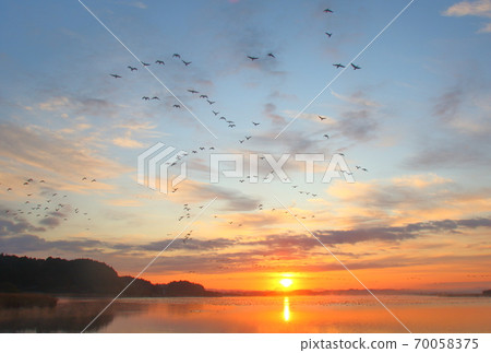 Morning flight of Izunuma Morning flight of Izunuma 70058375