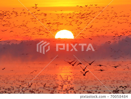 Morning flight of Izunuma 70058484